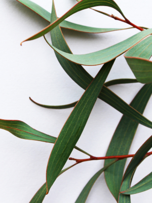 EUCALYPTUS MAROC
