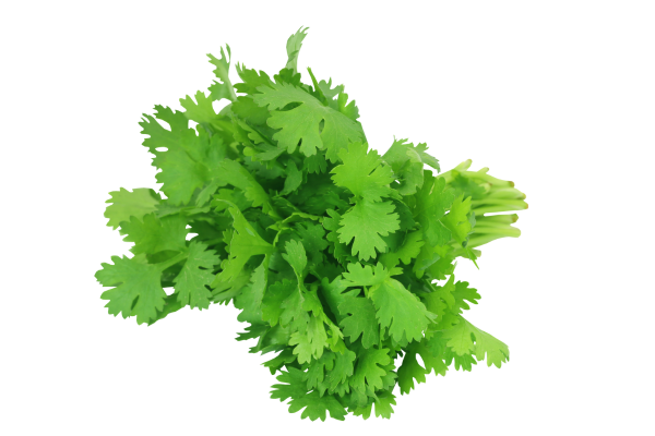 plante de coriandre