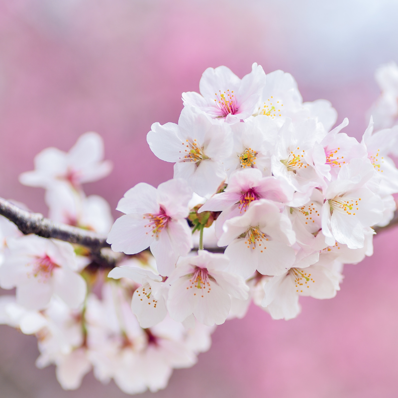 miel printemps