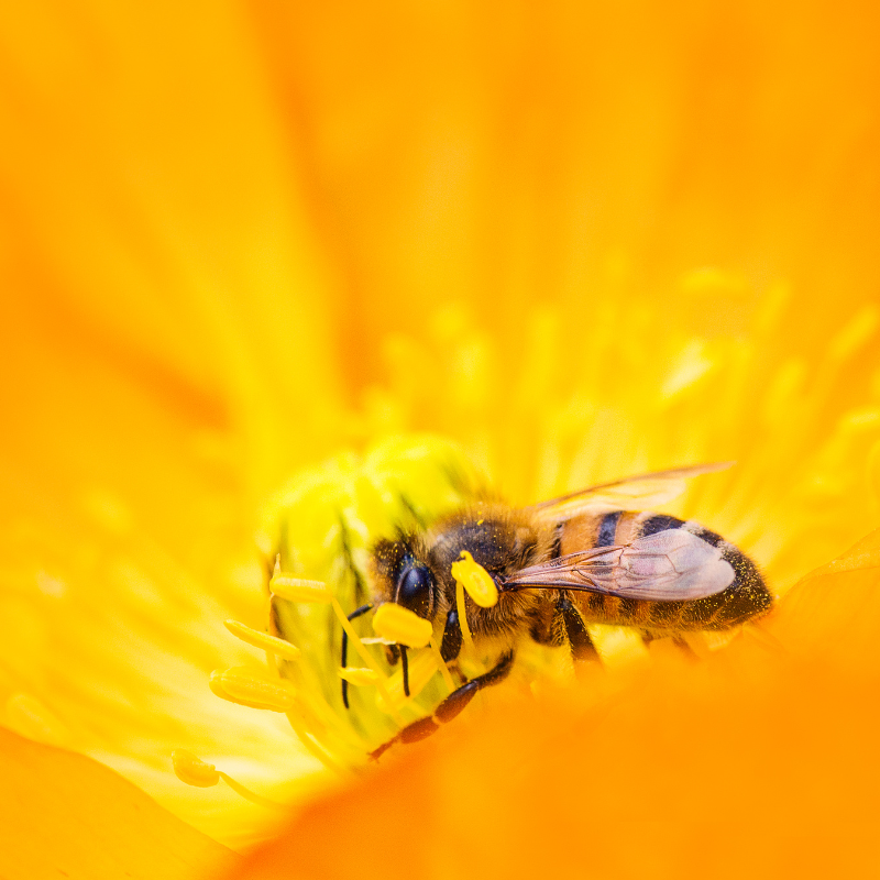 abeille en traine de butiner le pollen d'une fleur