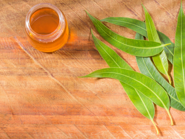 eucalyptus