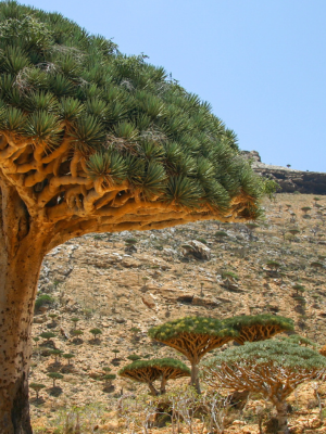 marai miel yemen illustration