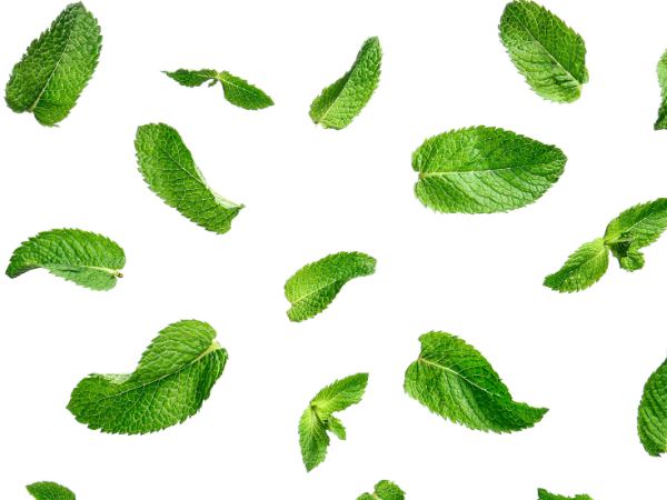 bonbons saveur menthe