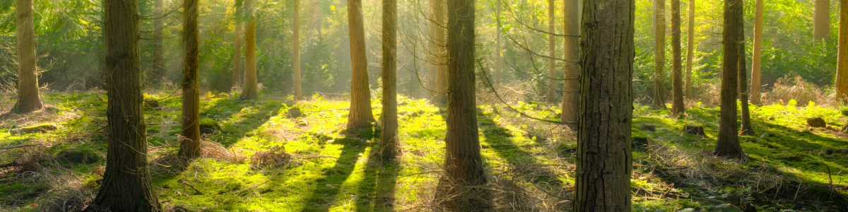 miel de foret