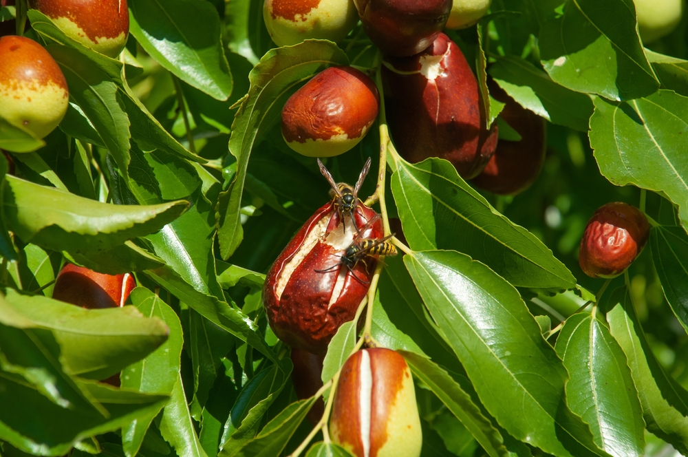 miel de jujubier