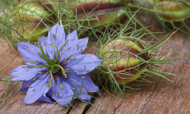 Graines de Nigelle, Nigella sativa, Nigelle