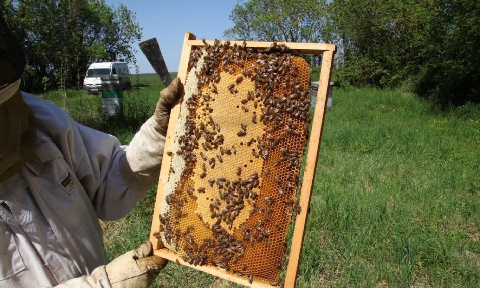 A la découverte du miel de printemps blanc et plein de douceur
